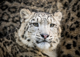 Картинка животные снежный+барс+ ирбис кошка морда подросток мех