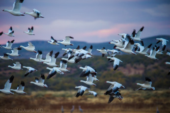 Картинка животные гуси стая