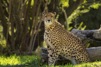Картинка животные леопарды деревья трава лето леопард