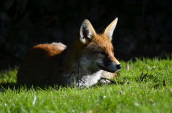 обоя животные, лисы, взгляд, трава, лиса