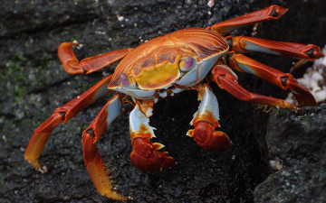Картинка животные крабы +раки клешни