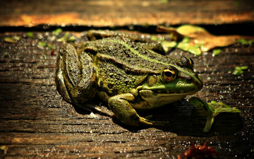 Картинка животные лягушки лист