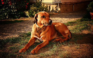 Картинка животные собаки трава