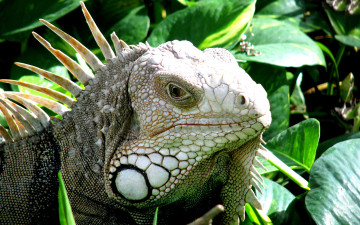 Картинка животные Ящерицы +игуаны +вараны чешуя