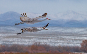 Картинка животные журавли полет