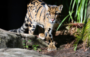 Картинка животные леопарды дымчатый леопард кошка