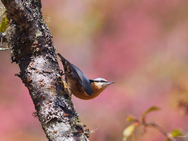 Обои картинки фото животные, поползни, птичка