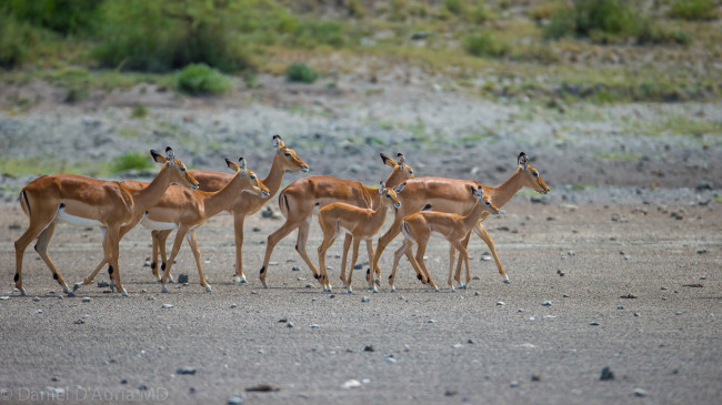 Обои картинки фото животные, антилопы, табун