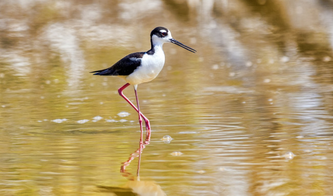 Обои картинки фото животные, птицы, пузыри, птица, вода
