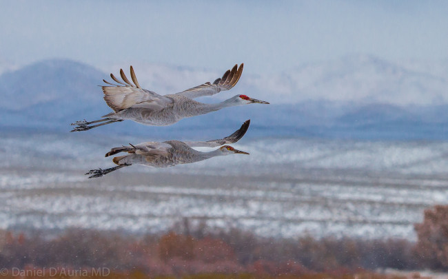 Обои картинки фото животные, журавли, полет