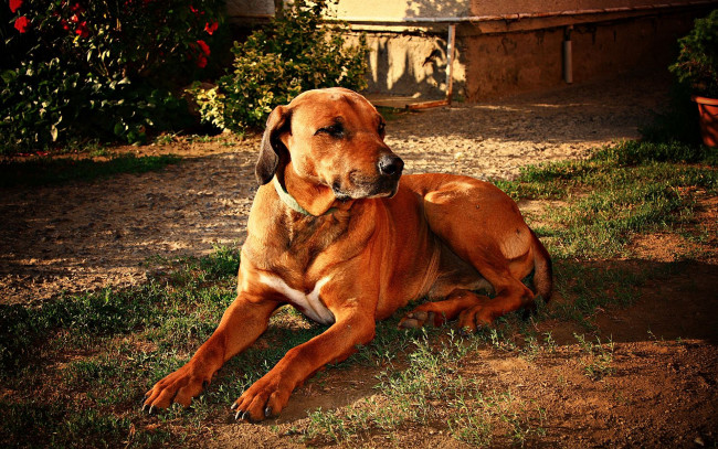 Обои картинки фото животные, собаки, трава