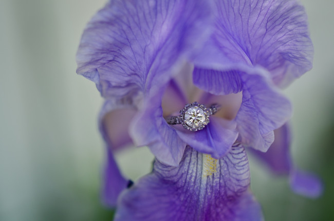 Обои картинки фото разное, украшения,  аксессуары,  веера, цветок, фон, кольцо, ирис