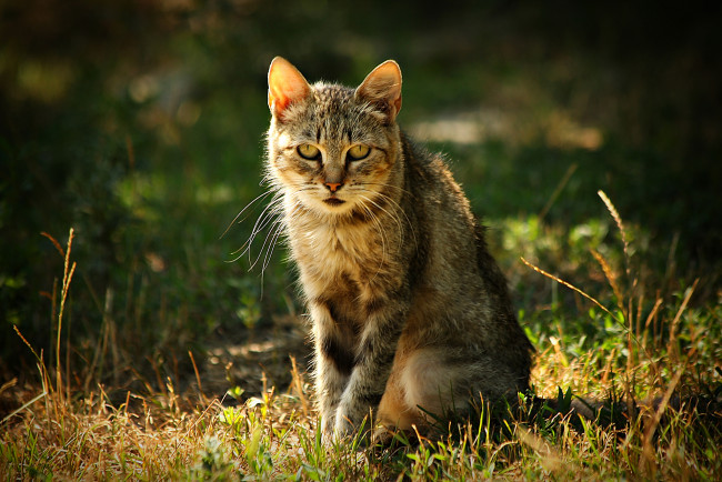 Обои картинки фото животные, коты, трава