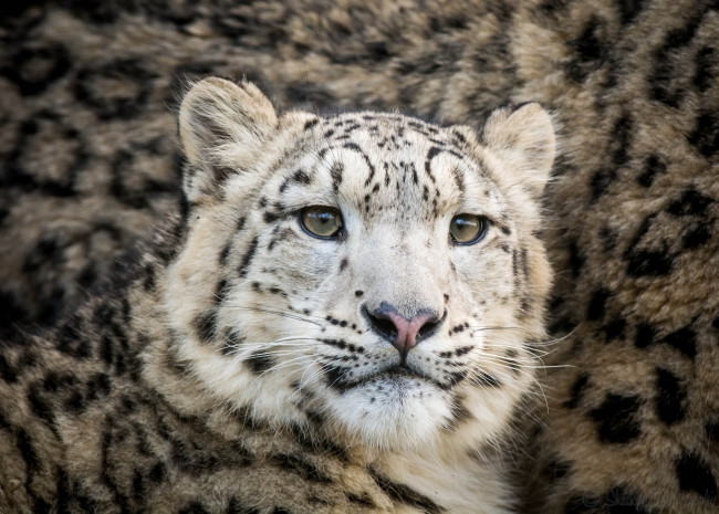 Обои картинки фото животные, снежный барс , ирбис, кошка, морда, подросток, мех