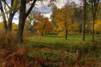 Картинка природа лес трава деревья