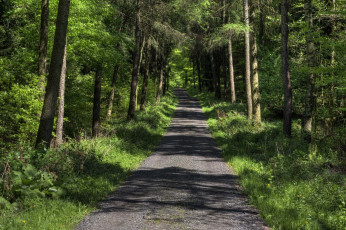 Картинка природа дороги тракт лес