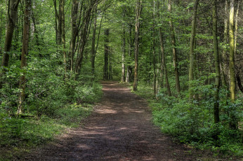 Картинка природа дороги тракт лес