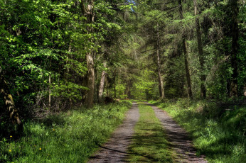 Картинка природа дороги тракт лес