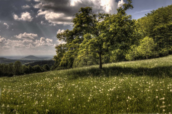 Картинка природа пейзажи дерево луг лес