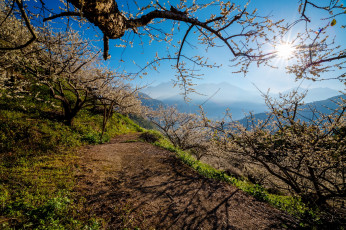 Картинка природа пейзажи свет деревья горы