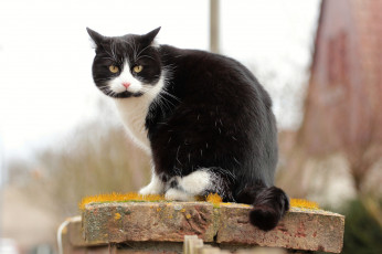 Картинка животные коты ушки усы взгляд коте киса