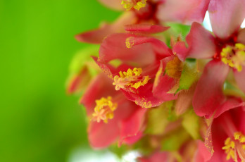 Картинка цветы цвет ярко яркие макро