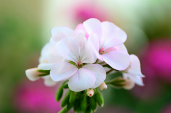 Картинка цветы герань белая макро