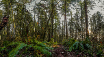 Картинка природа лес деревья трава