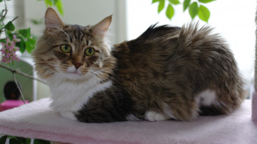 Картинка животные коты пушистик кот взгляд