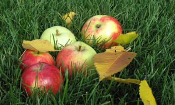 Картинка еда Яблоки трава листья