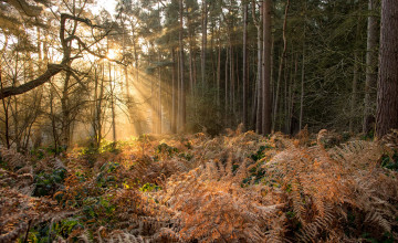 Картинка природа восходы закаты лес сияние