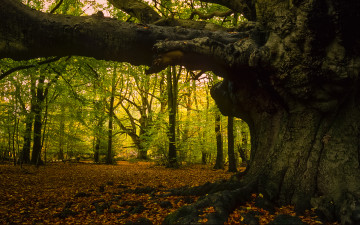 Картинка природа парк краски листва осень