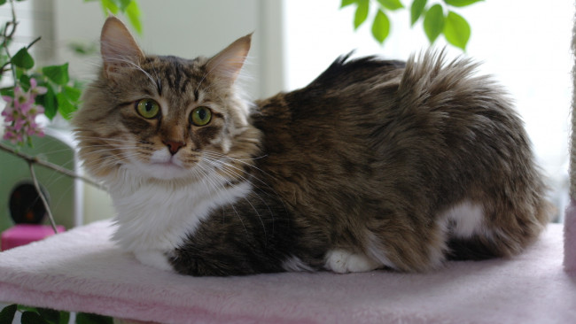 Обои картинки фото животные, коты, пушистик, кот, взгляд