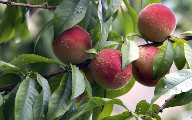 Обои картинки фото природа, плоды, ветки, листья, персик