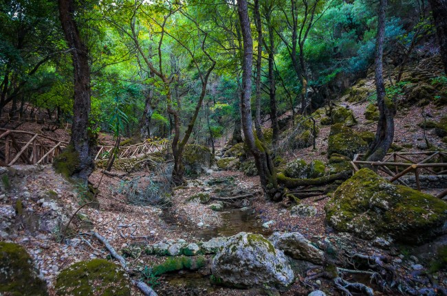 Обои картинки фото природа, лес, ручей