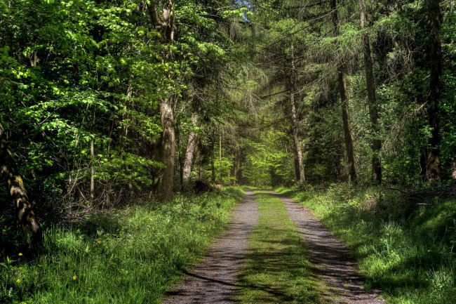 Обои картинки фото природа, дороги, тракт, лес