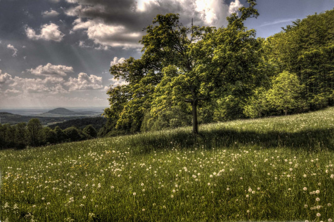 Обои картинки фото природа, пейзажи, дерево, луг, лес