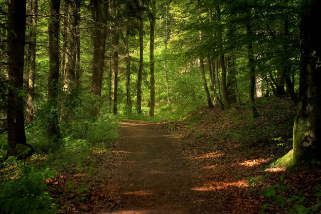 Обои картинки фото природа, дороги, тракт, лес