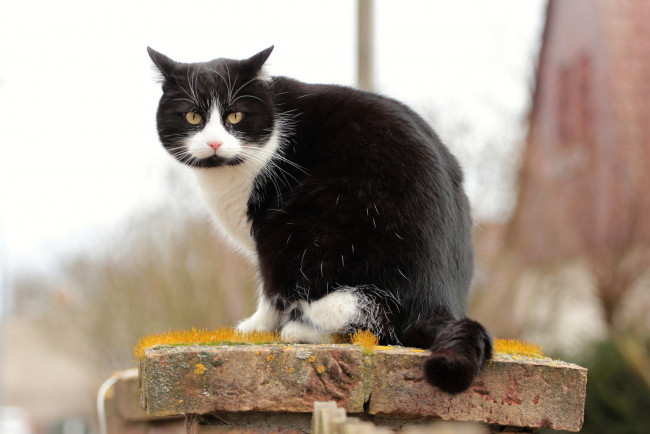 Обои картинки фото животные, коты, ушки, усы, взгляд, коте, киса