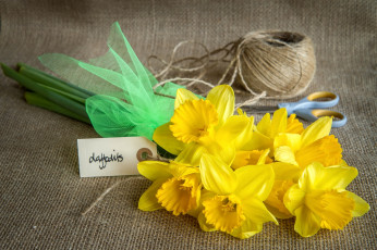 Картинка цветы нарциссы нарцисс мешковина нитки ножницы желтый