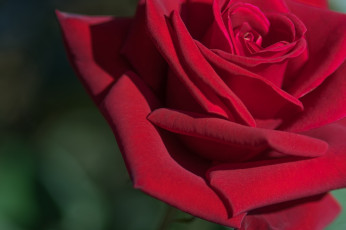 Картинка цветы розы лепестки бутон роза макро