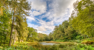 Картинка природа реки озера лес река