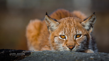 Картинка животные рыси камень хищник взгляд рысь