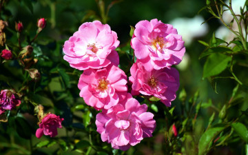 Картинка цветы розы розовый