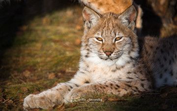 Картинка животные рыси рысь природа зелень лето