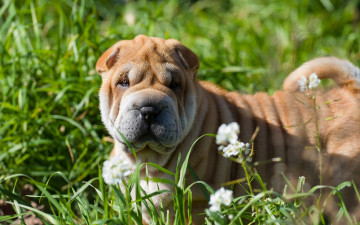 Картинка животные собаки собака