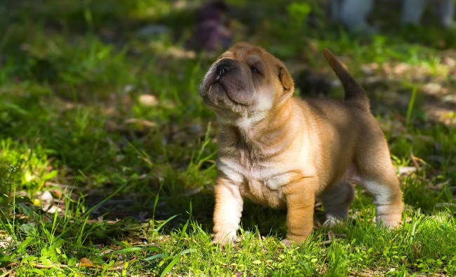 Обои картинки фото животные, собаки, собака, шарпей, щенок, малыш, мордашка