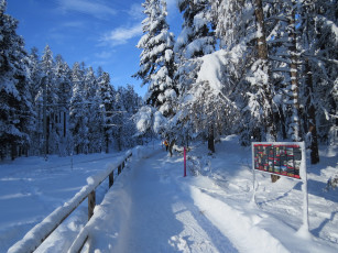 Картинка природа зима снег деревья