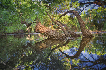 Картинка природа реки озера лес река