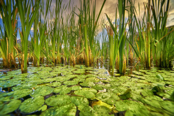 Картинка природа реки озера река лес